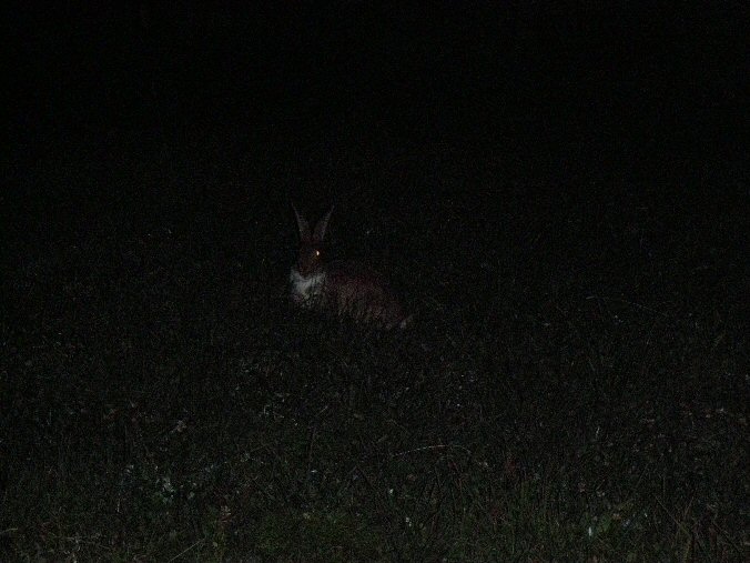 Aiguille de la Nova 001.jpg - Un petit lapin au bord du chemin